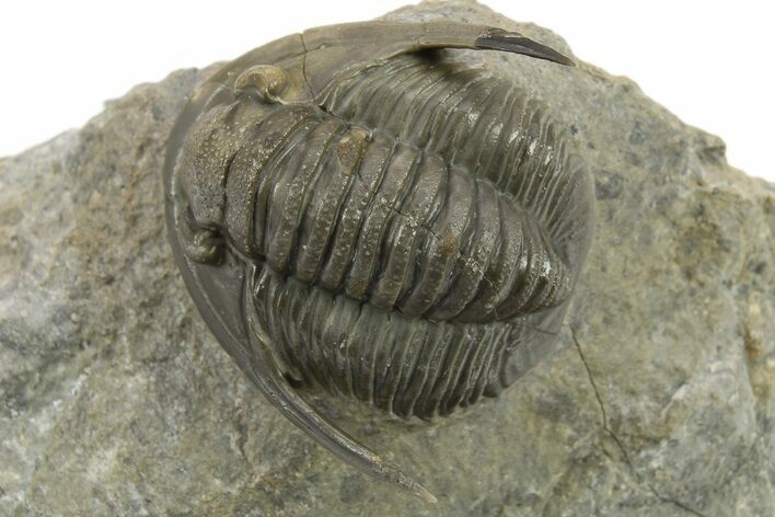 Diademaproetus Trilobite Fossil - Beautiful Preservation #275310